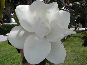 State Flower of Mississippi Southern Magnolia