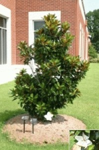 State Flower of Mississippi Southern Magnolia