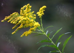 Kentucky State Flower Goldenrod