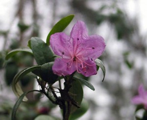 Pennsylvania  State Flower mountain laurel