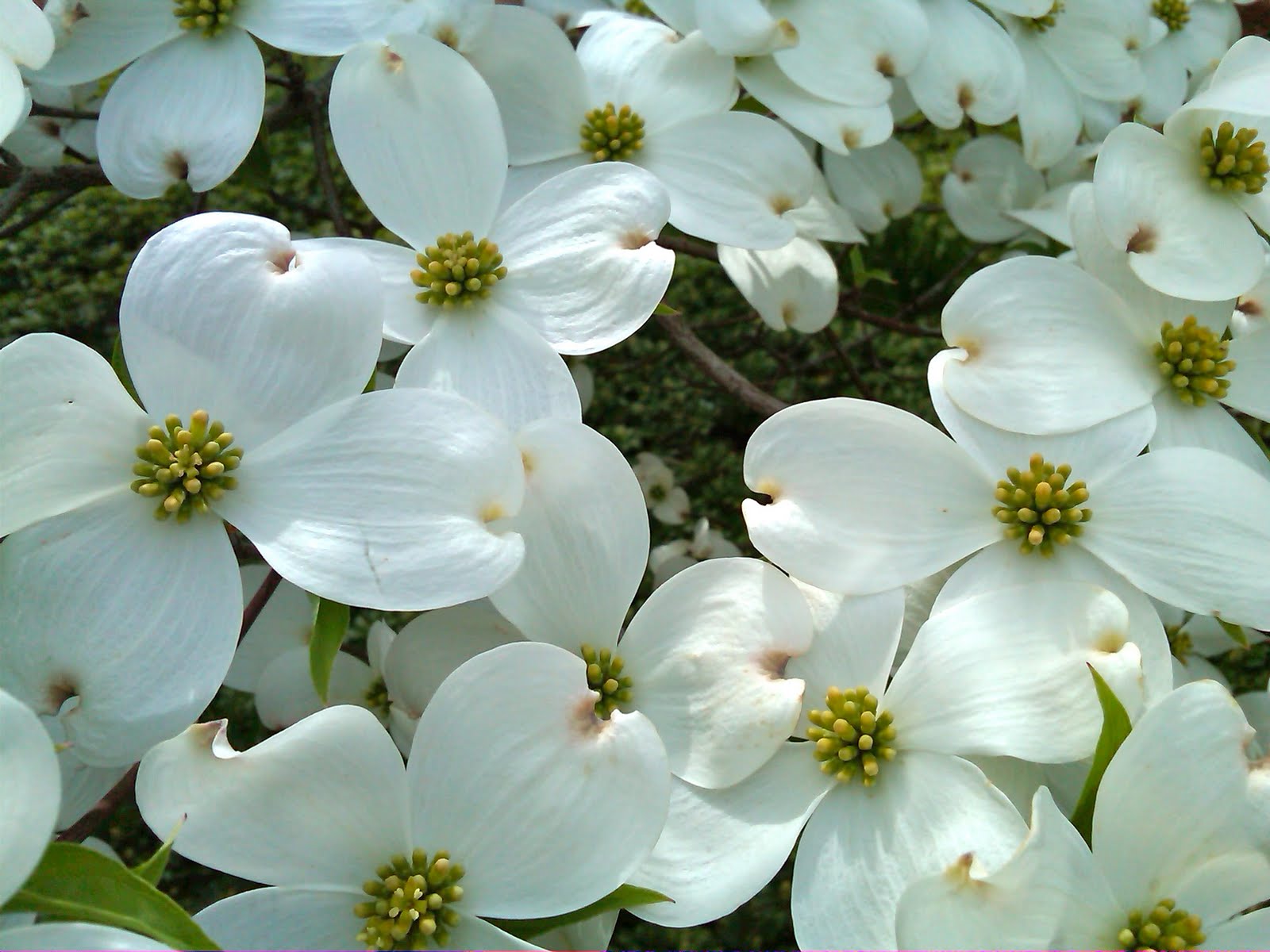 ... from the Internet. American Dogwood is the State Flower of Virginia