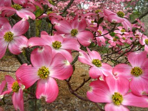 State Flower of Virginia The American Dogwood