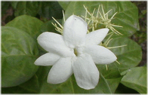 Indonesia National Flower Melati Jasminum Sambac