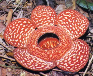 Indonesia National Flower Rafflesia