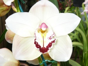 Moon Orchid Indonesia National Flower