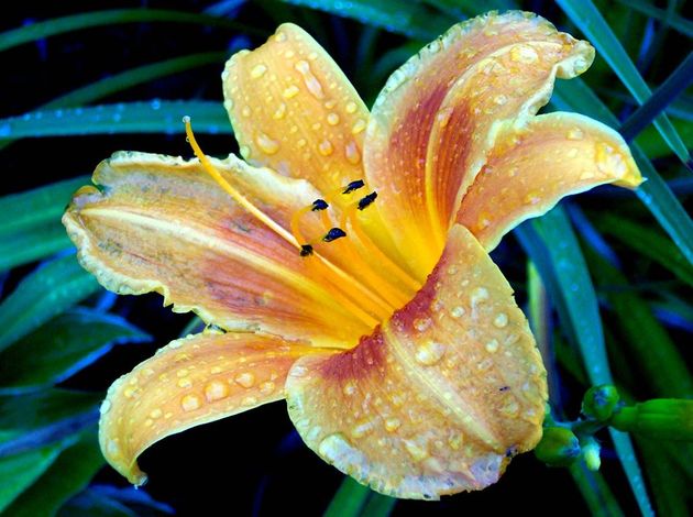 France National Flower Stylized Lily fleur de lis