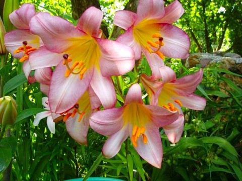 France National Flower Stylized Lily fleur de lis