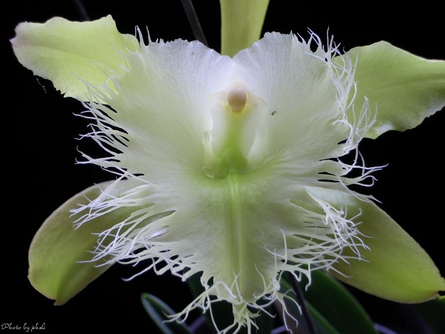 Honduras National Flower Orchid Brassavola Digbyana