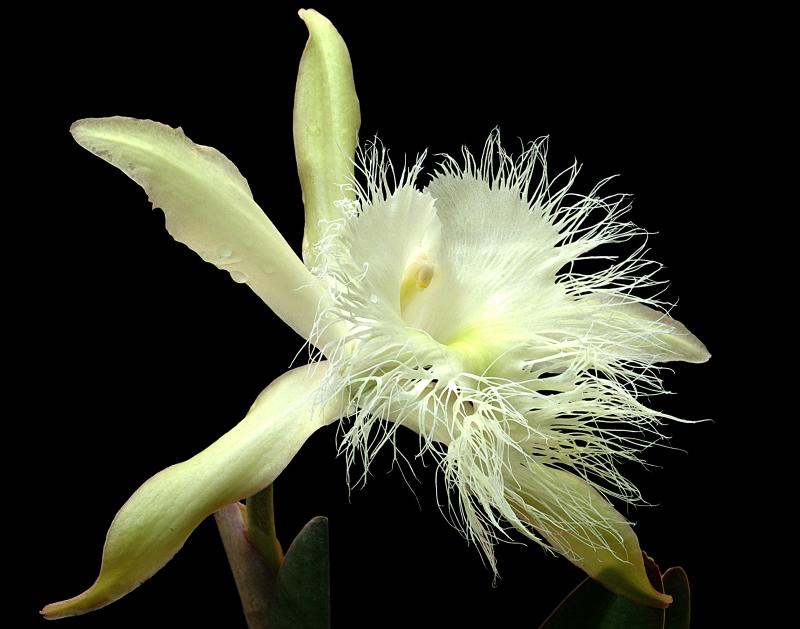 Honduras National Flower Orchid Brassavola Digbyana