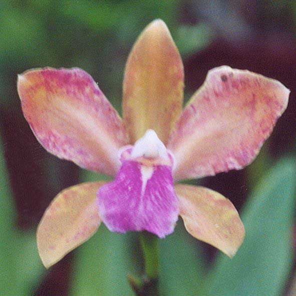 National Flower of Venezuela: Orchid Flor de Mayo (Cattleya mossiae)