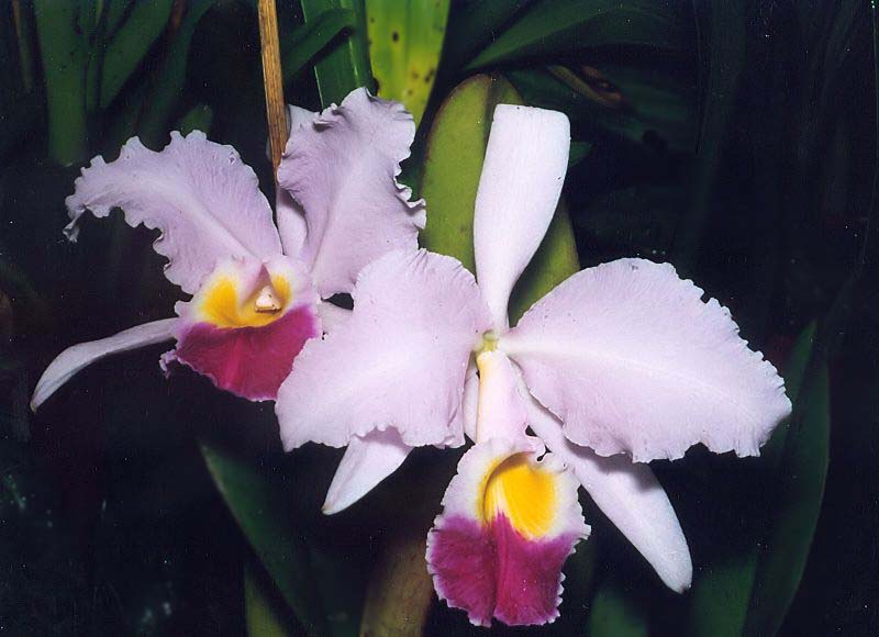 National Flower of Venezuela: Orchid Flor de Mayo (Cattleya mossiae)